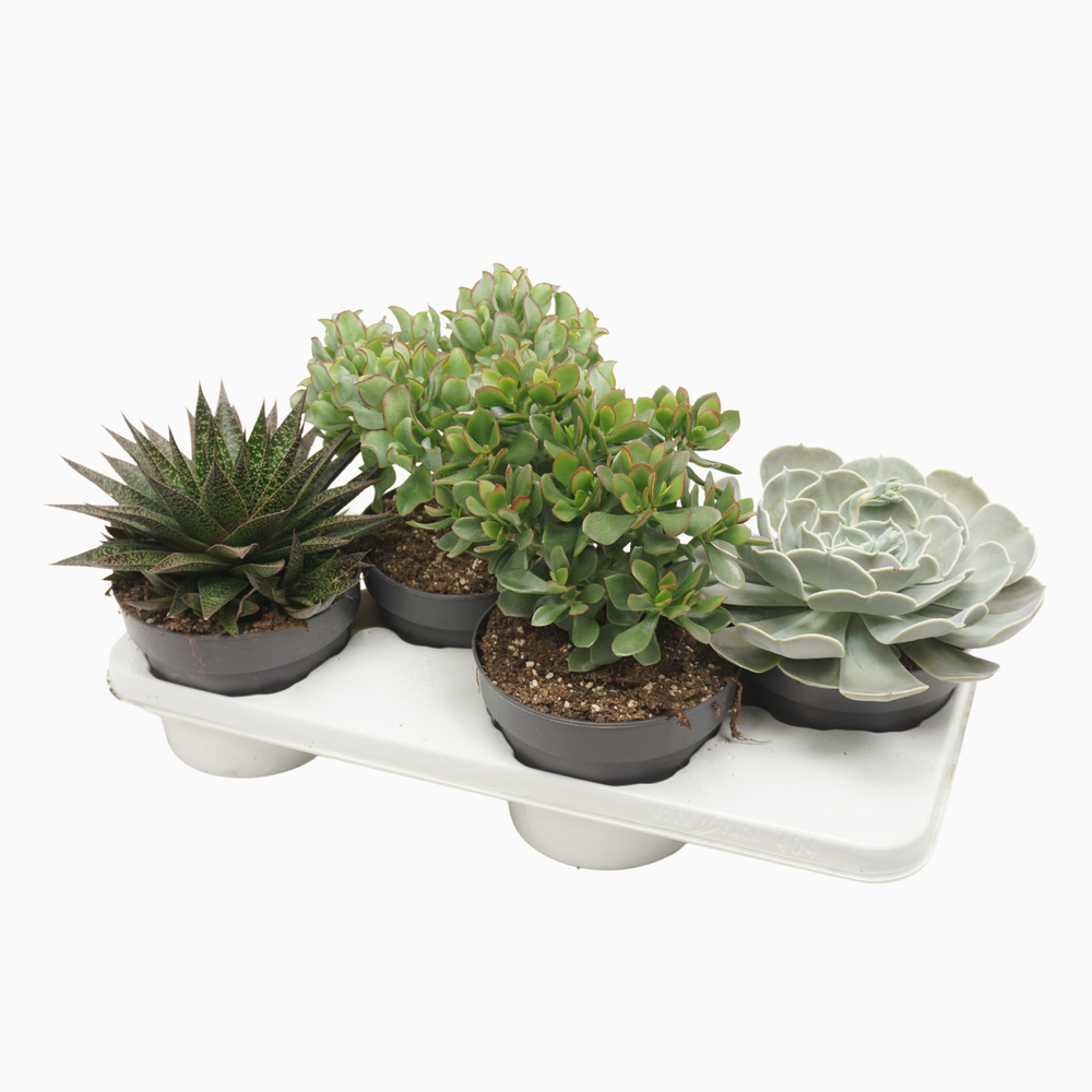 Succulenten mix 17 cm.