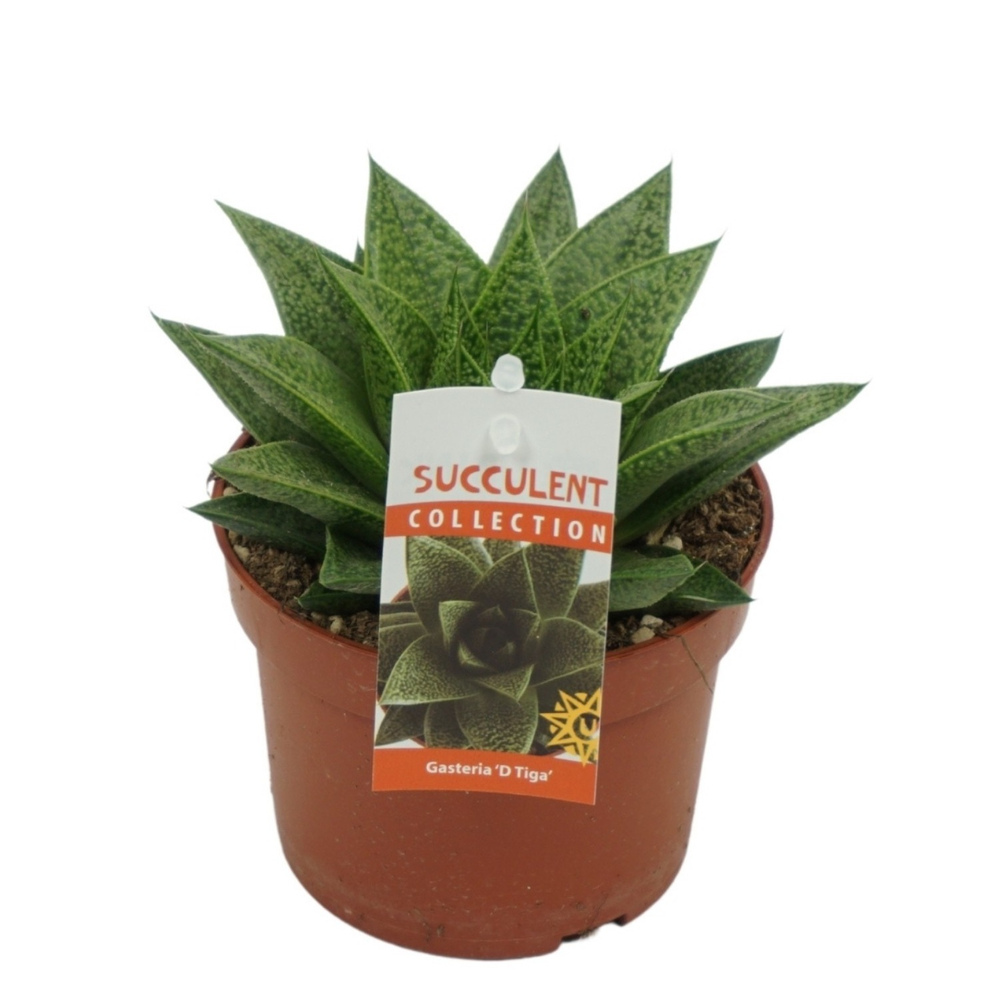 Gasteria d'tiga 10,5 cm met etiket.