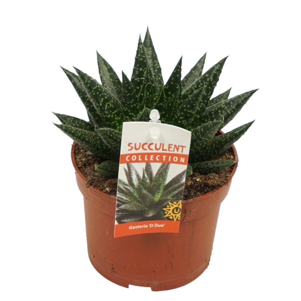 Gasteria d'due 10,5 cm met etiket.