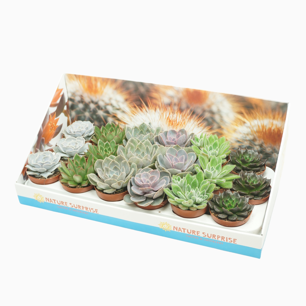 Echeveria mix 8,5 cm in presentatiedoos.