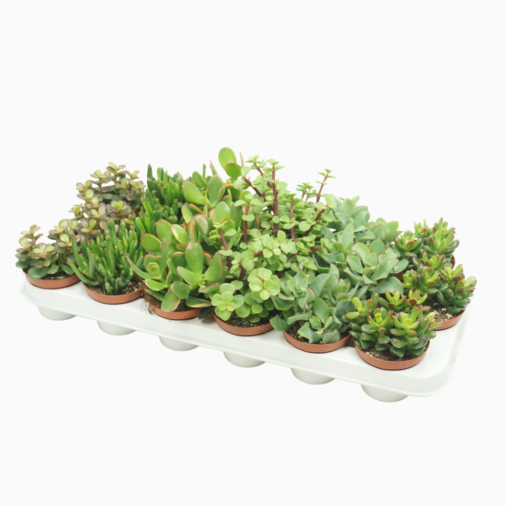 Crassula mix 8,5 cm.