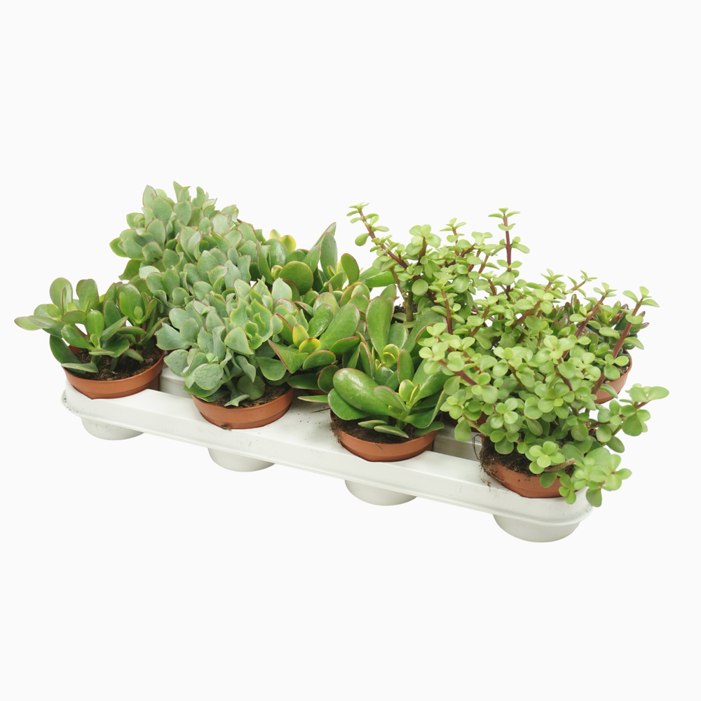 Crassula mix 10,5 cm.