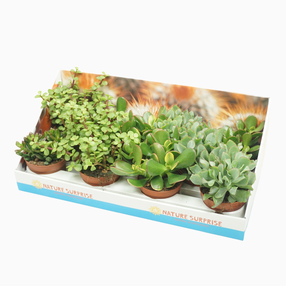 Crassula mix 10,5 cm in presentatiedoos.