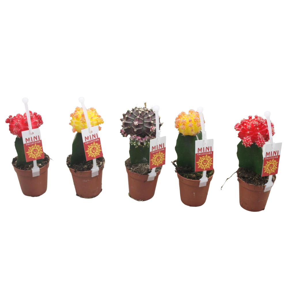 Gymnocalycium mix geënt 5,5 cm met picker+etiket.