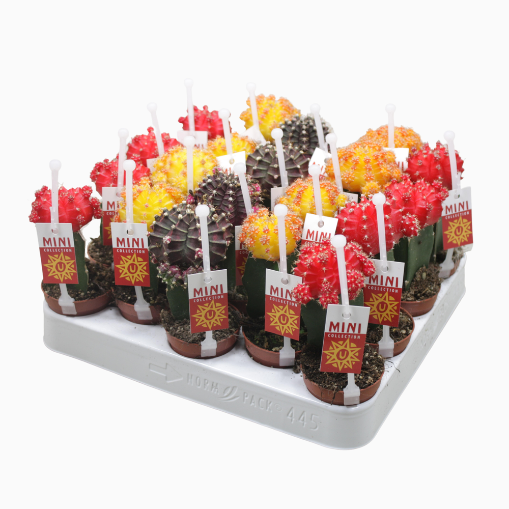 Gymnocalycium mix geënt 5,5 cm met picker+etiket.
