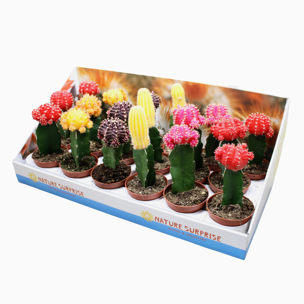 Gymnocalycium geënt mix 8,5 cm in presentatiedoos.