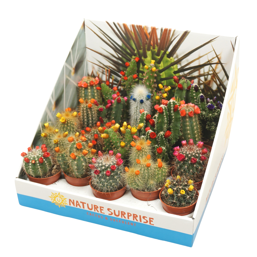 Cactus mix strobloem 5,5 cm in presentatiedoos.