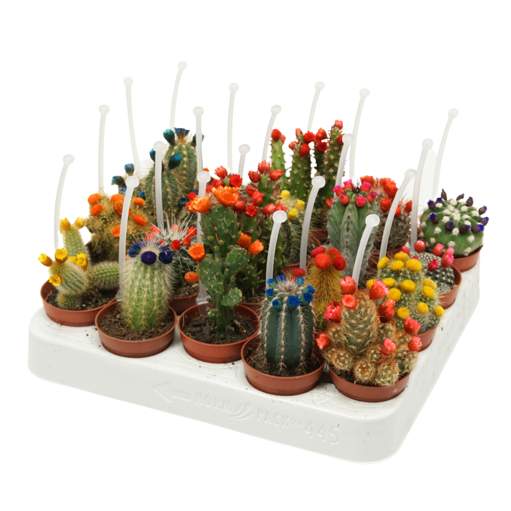 Cactus mix strobloem 5,5 cm met picker.