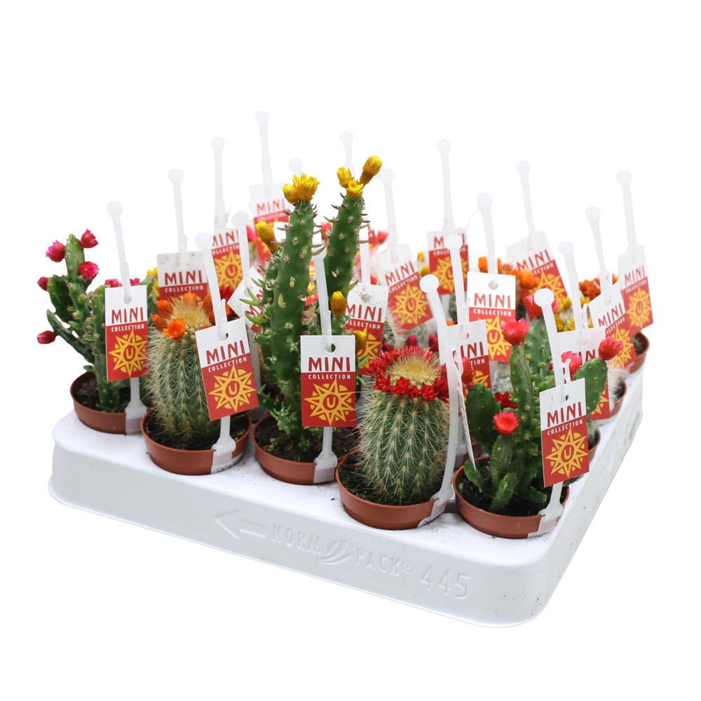 Cactus mix strobloem 5,5 cm met picker+etiket.