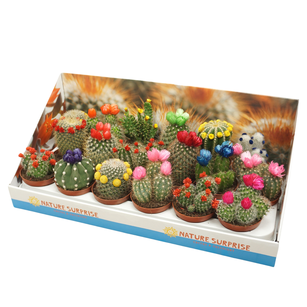 Cactus mix strobloem 8,5 cm in presentatiedoos.