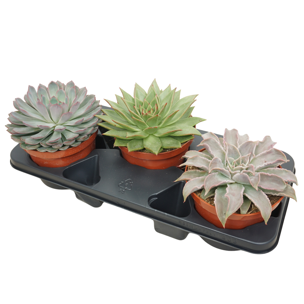 Echeveria mix 17 cm.