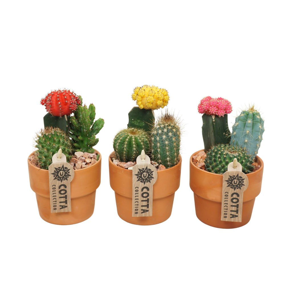 Cactus-Gymno arrangement in 10 cm 'Terracotta Kraa.