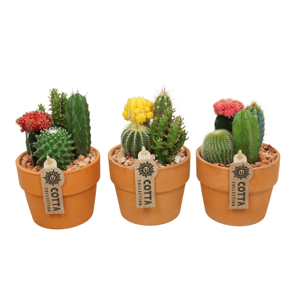 Cactus-Gymno arrangement in 12 cm 'Terracotta Kraa.
