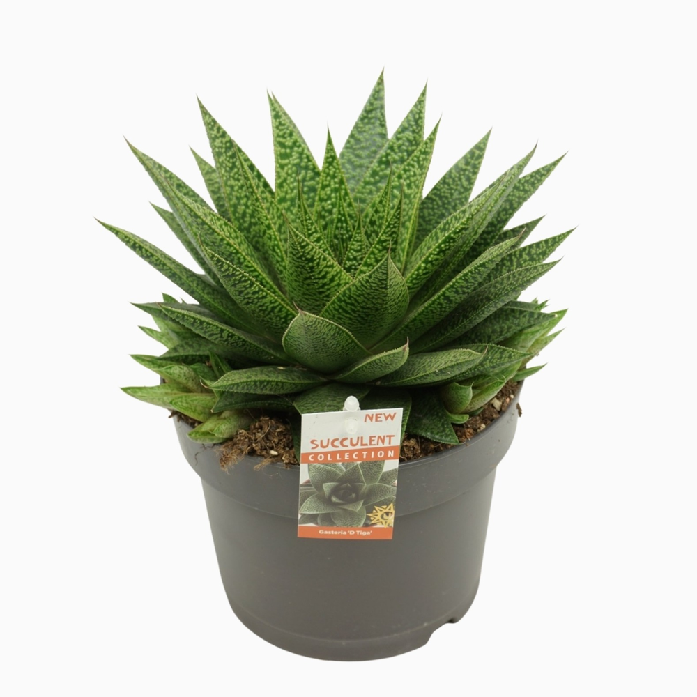 Gasteria d'tiga 17 cm met etiket.