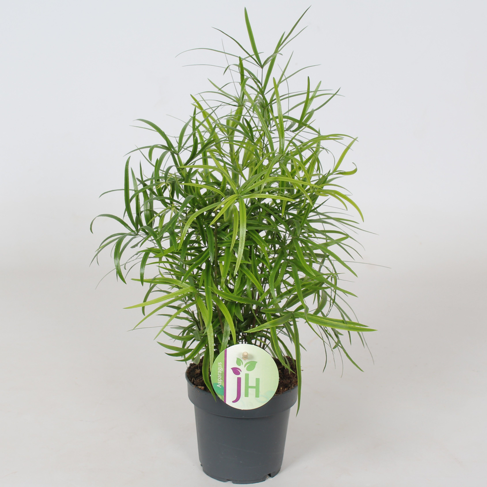 Asparagus 'Falcatus'.