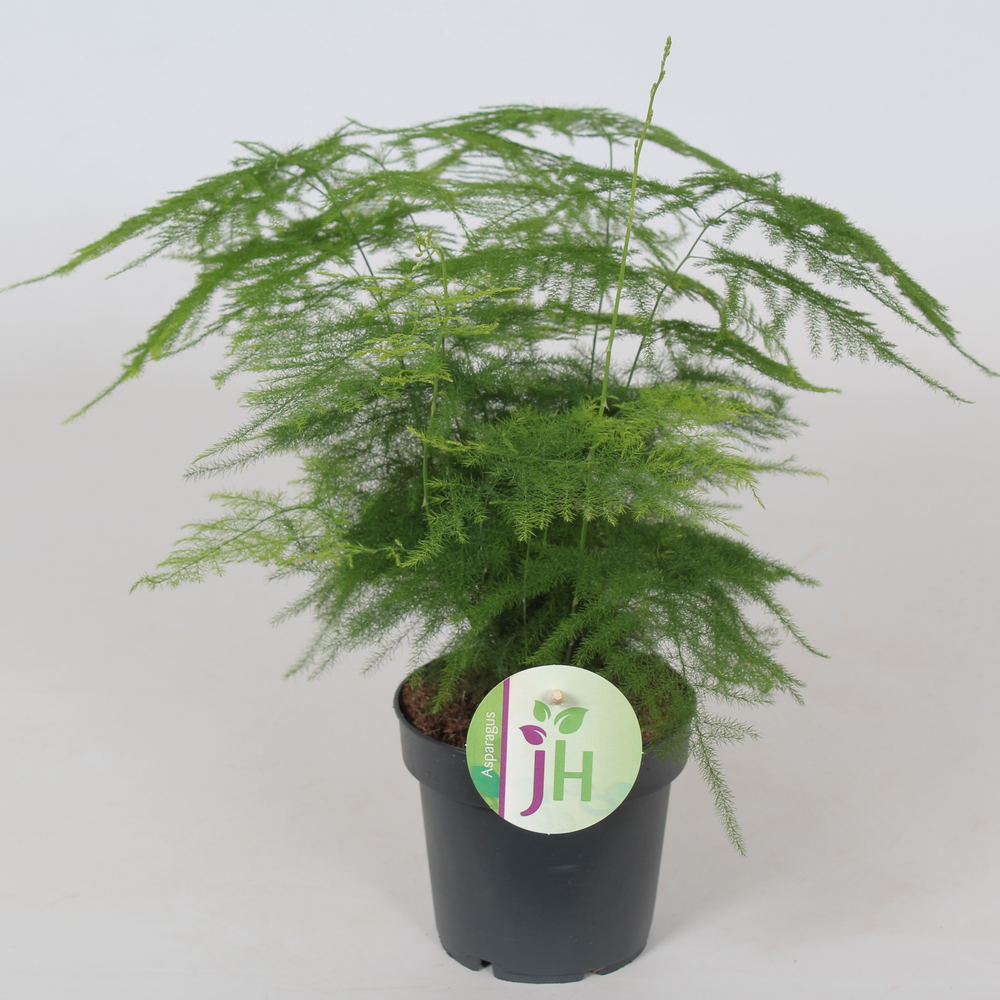 Asparagus 'Plumosus'.