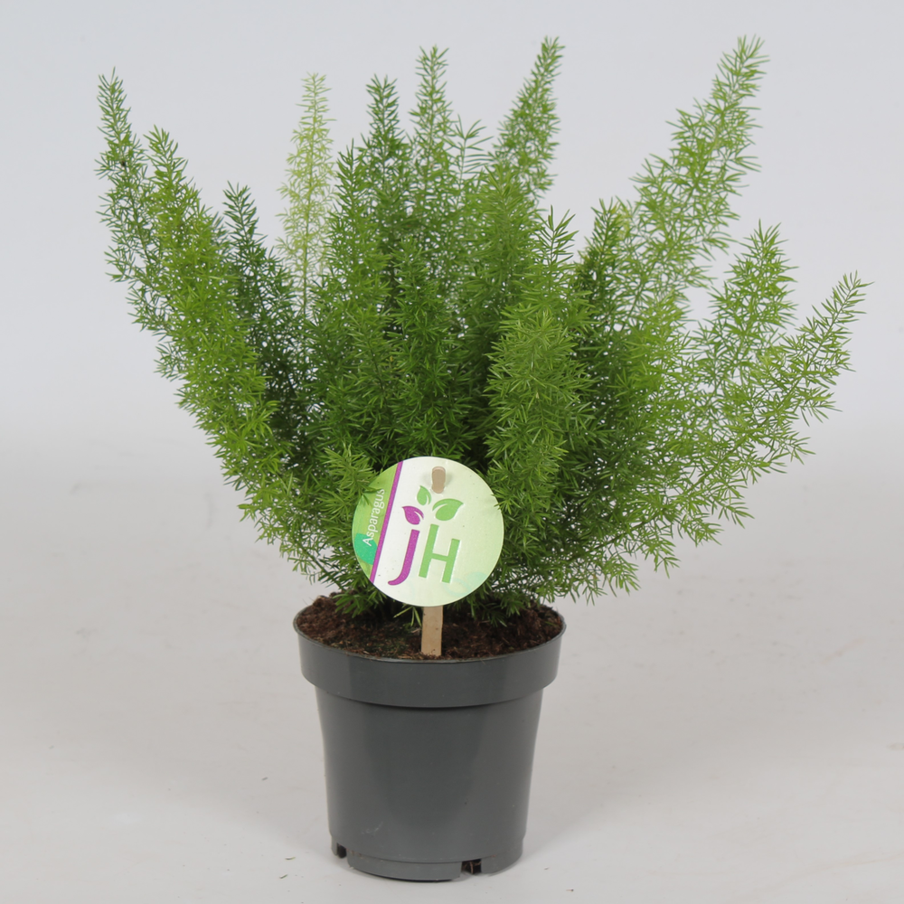 Asparagus 'Meyeri'.
