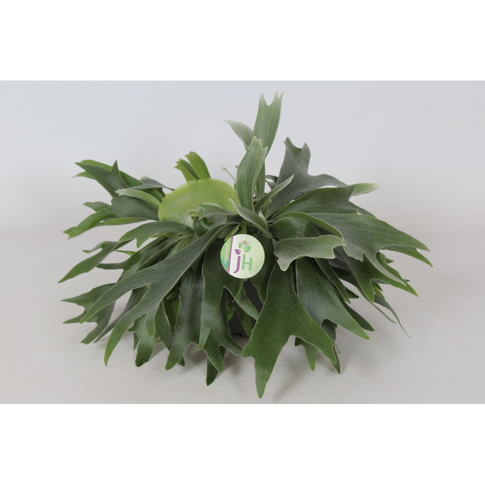 Platycerium Bifurcatum.