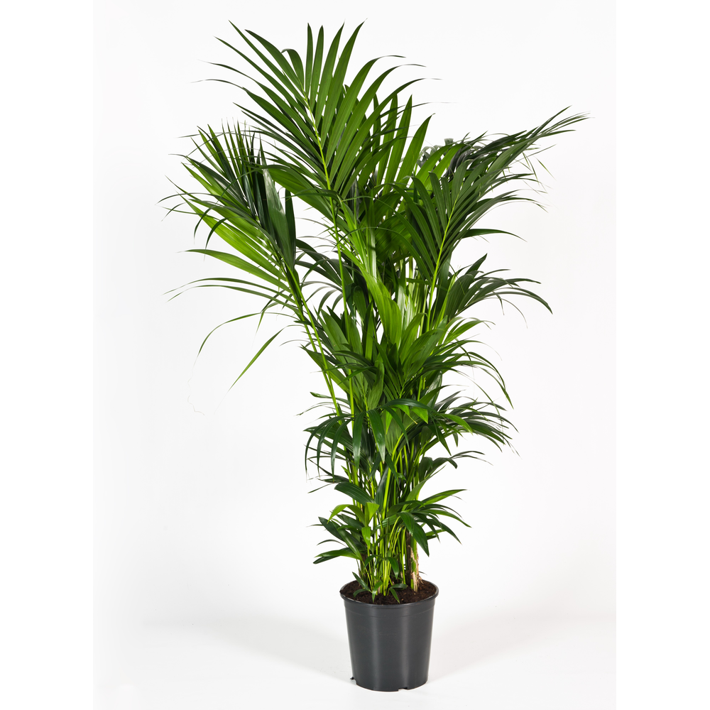 Howea forsteriana 200cm (Kentia) Decorum.