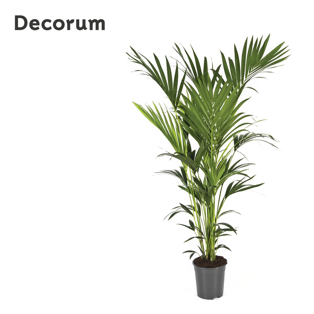 Howea forsteriana 160cm (Kentia).