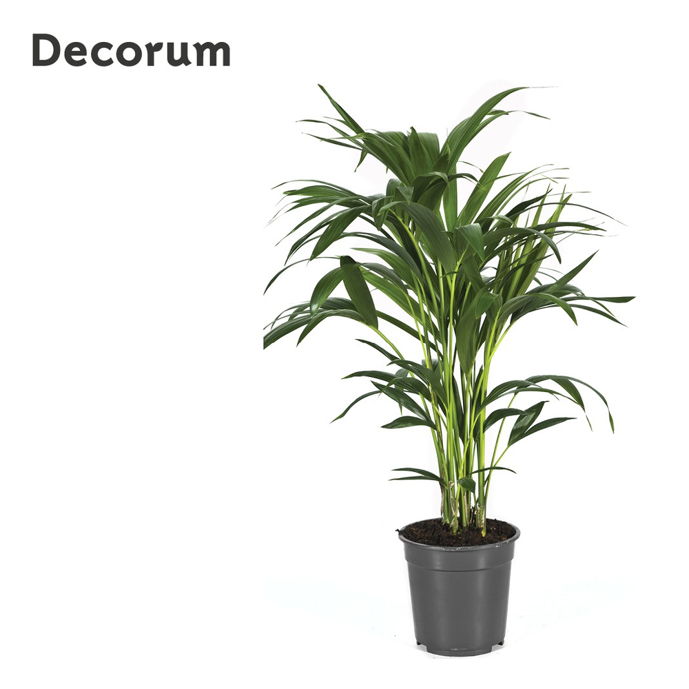 Howea forsteriana 90cm (Kentia).