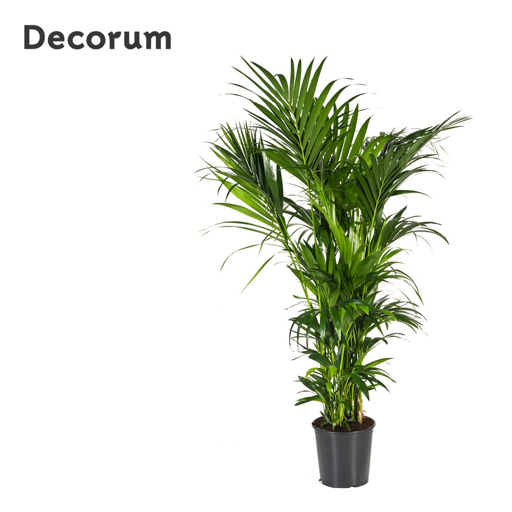 Howea forsteriana 180cm (Kentia) Decorum.