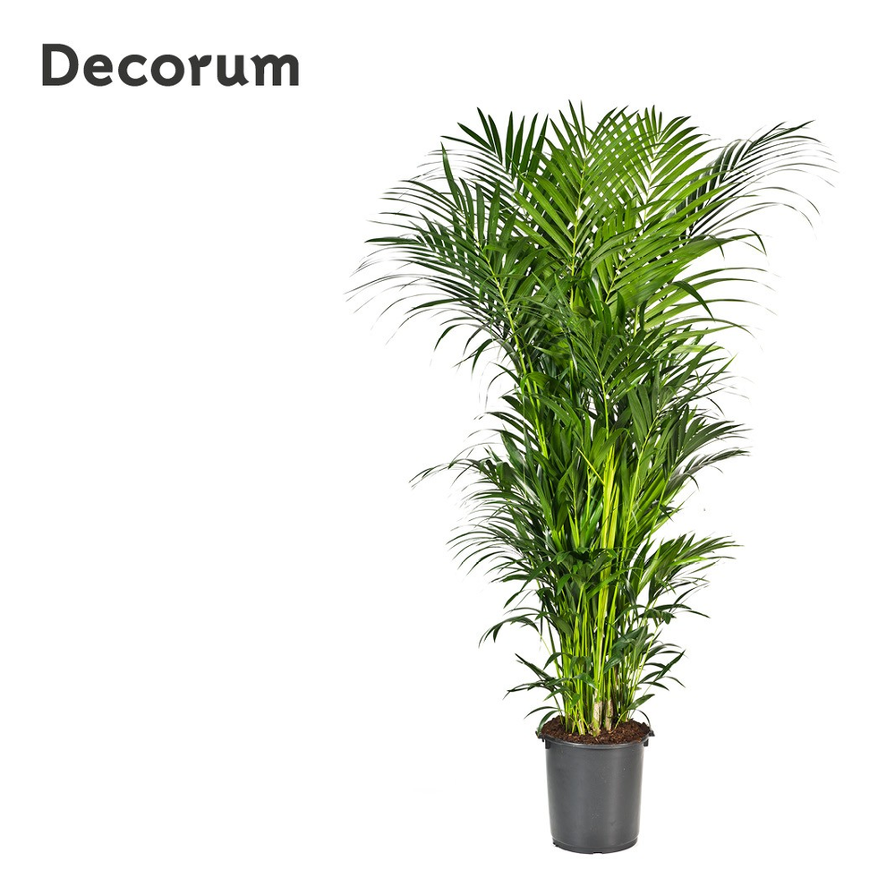 Howea forsteriana 250cm (Kentia) Decorum.