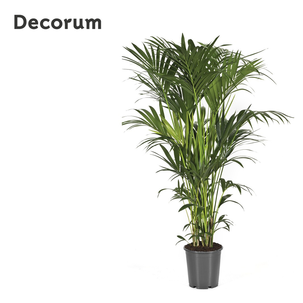 Howea forsteriana 160cm (Kentia).