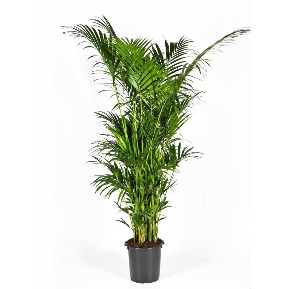 Howea forsteriana 280 CM (Kentia) Decorum.
