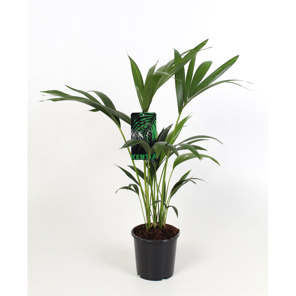 Kentia Howea Forsteriana, 4 stek p/pot.