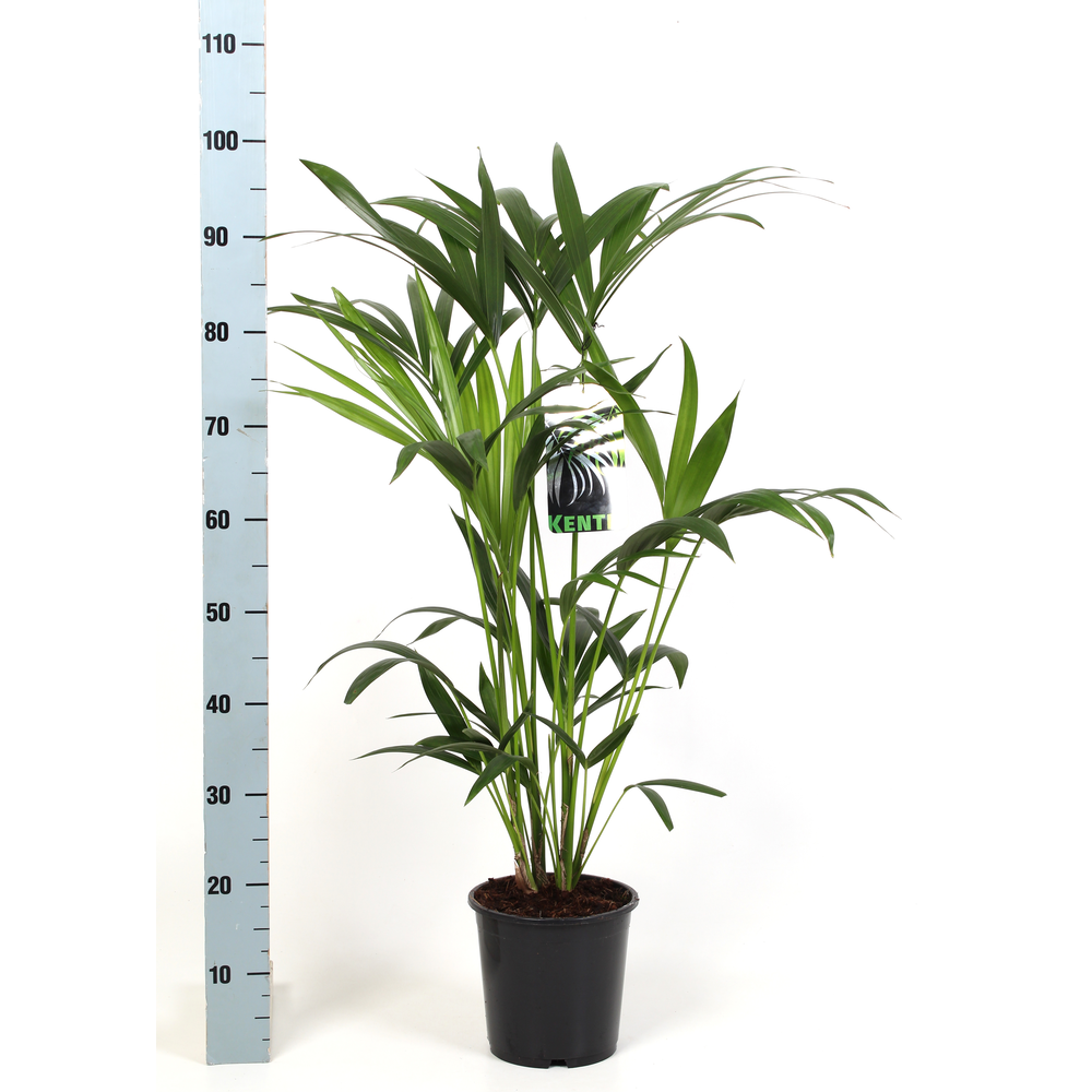Kentia-Howea Forsteriana, 5 stek p/pot.