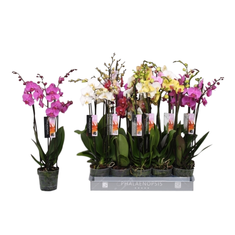 Phalaenopsis 5 color mix, 4-spike 25+.