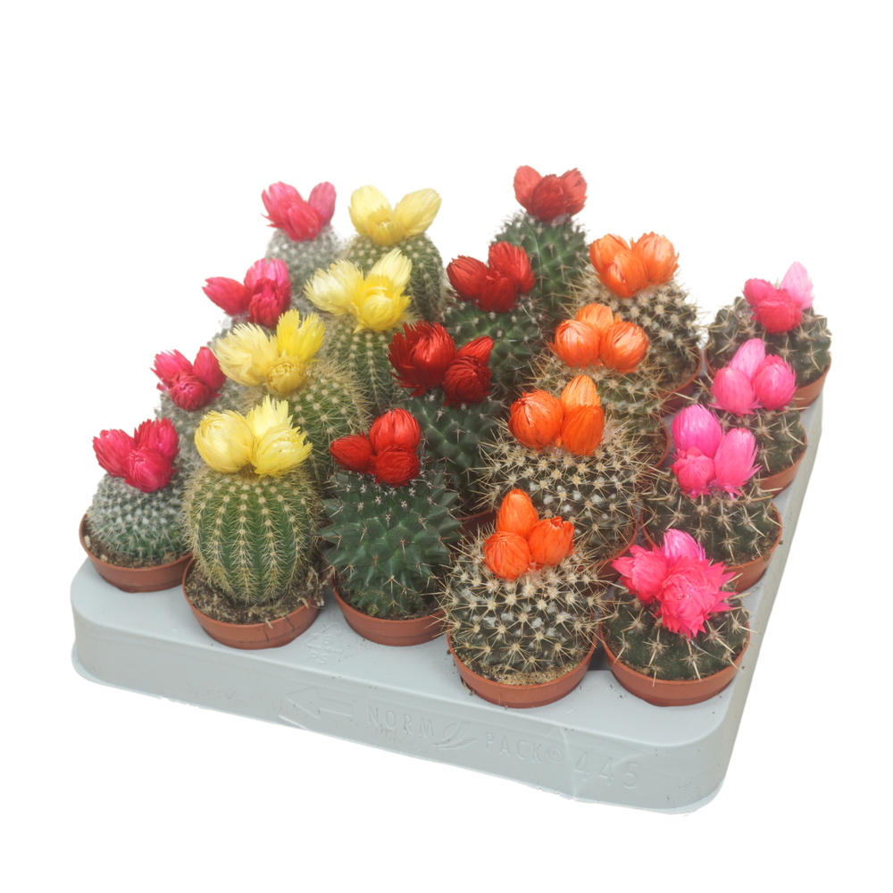 Cactus op rij 5,5 cm met 3 plakbloemen.
