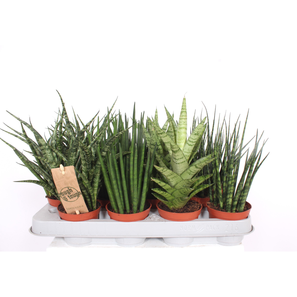 Sansevieria Luxe mix.