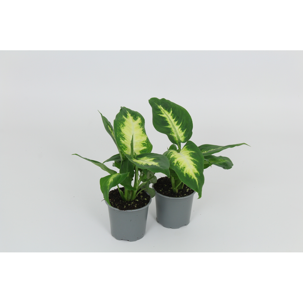 Dieffenbachia Camilla 8,5 cm.