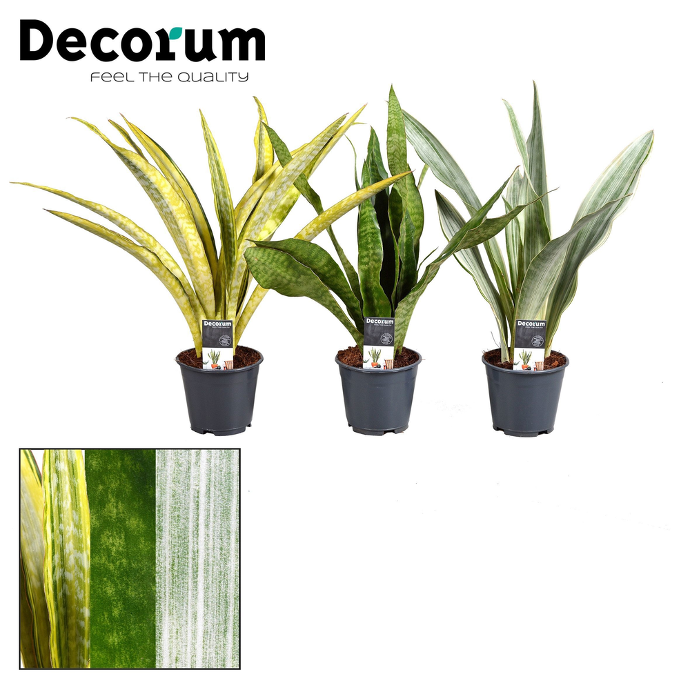 Sansevieria Aubrytniana Special Mix (Decorum).