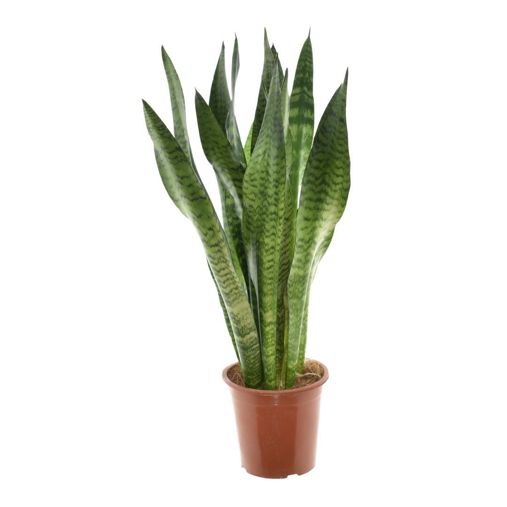 Sansevieria Zeylanica P17.