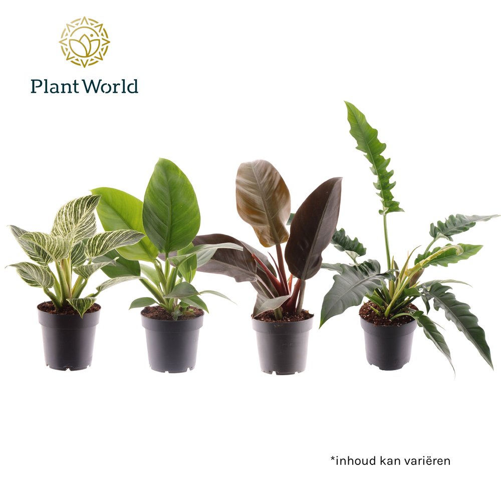 Philodendron mix (Decorum) Feel Green.
