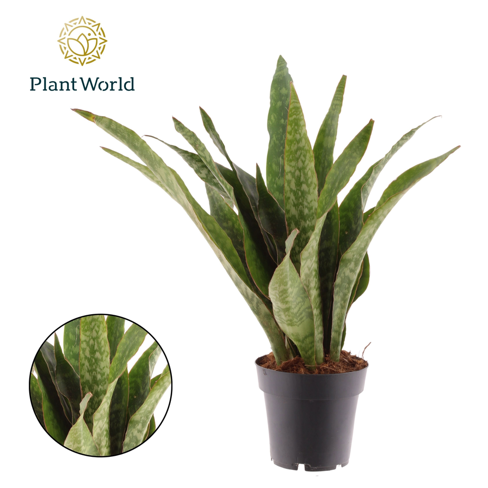 Sansevieria Aubrytniana Dragon (Decorum).