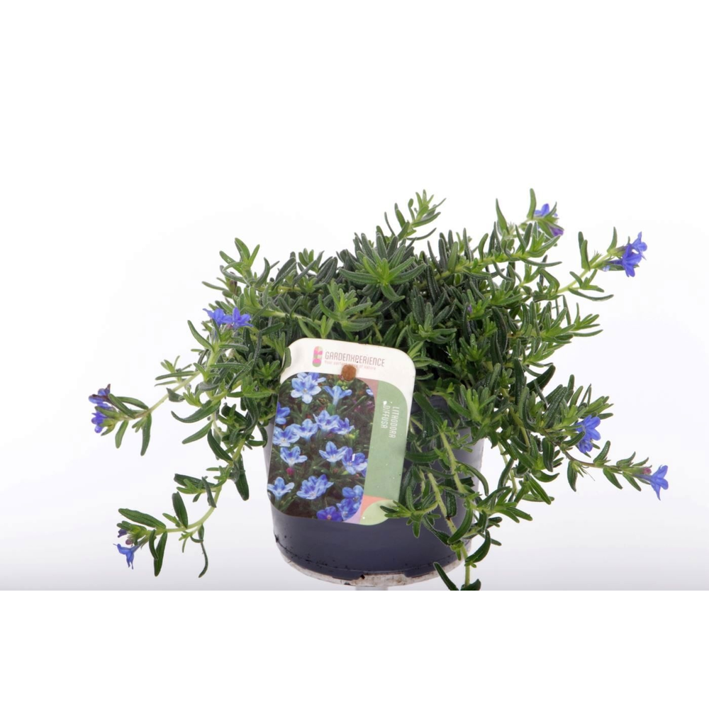 Lithodora diffusa Grace Ward.