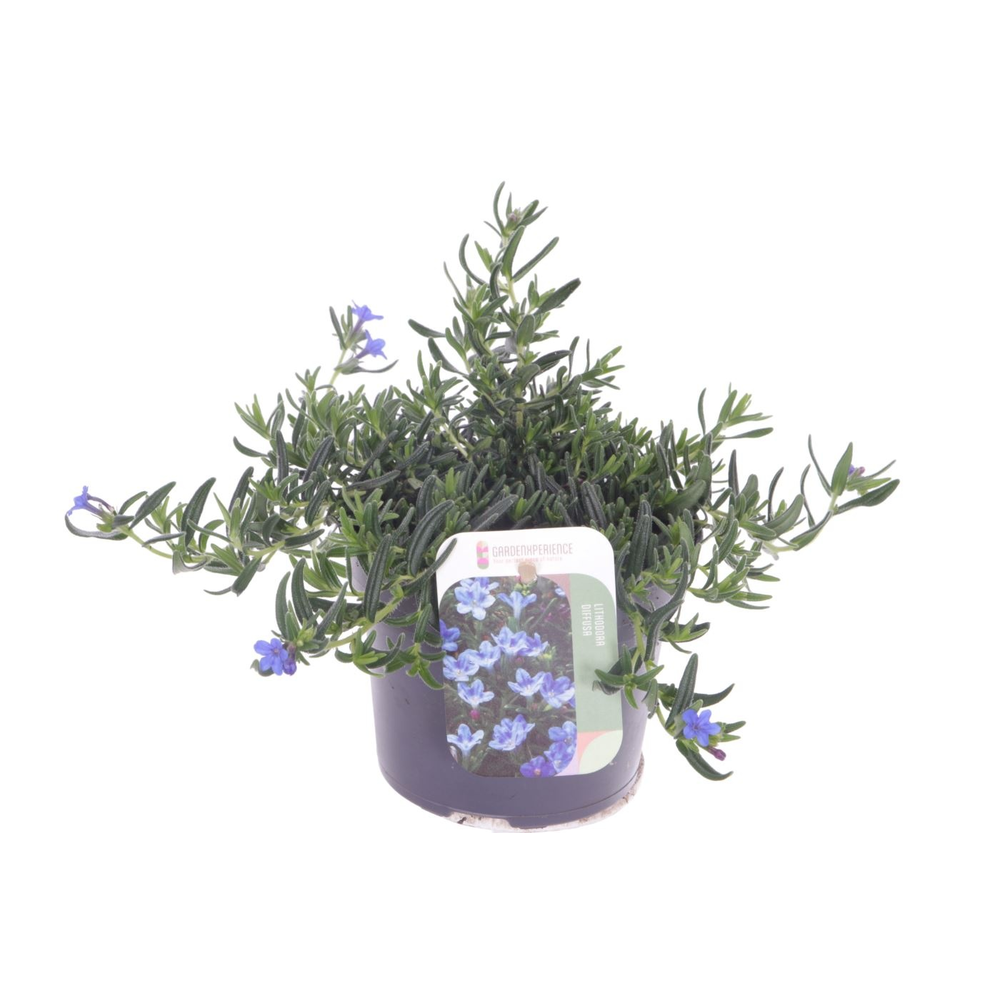 Lithodora diffusa Grace Ward.
