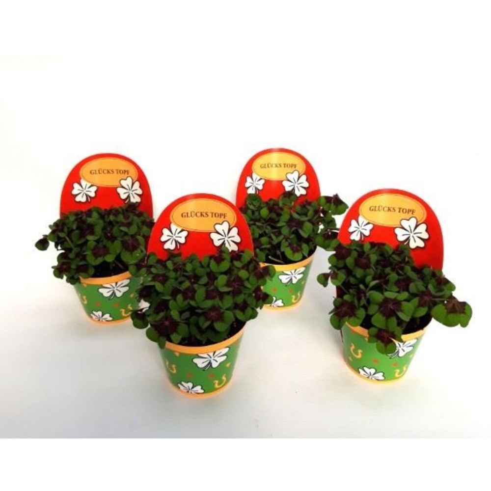 Oxalis deppei Geluk Duits.