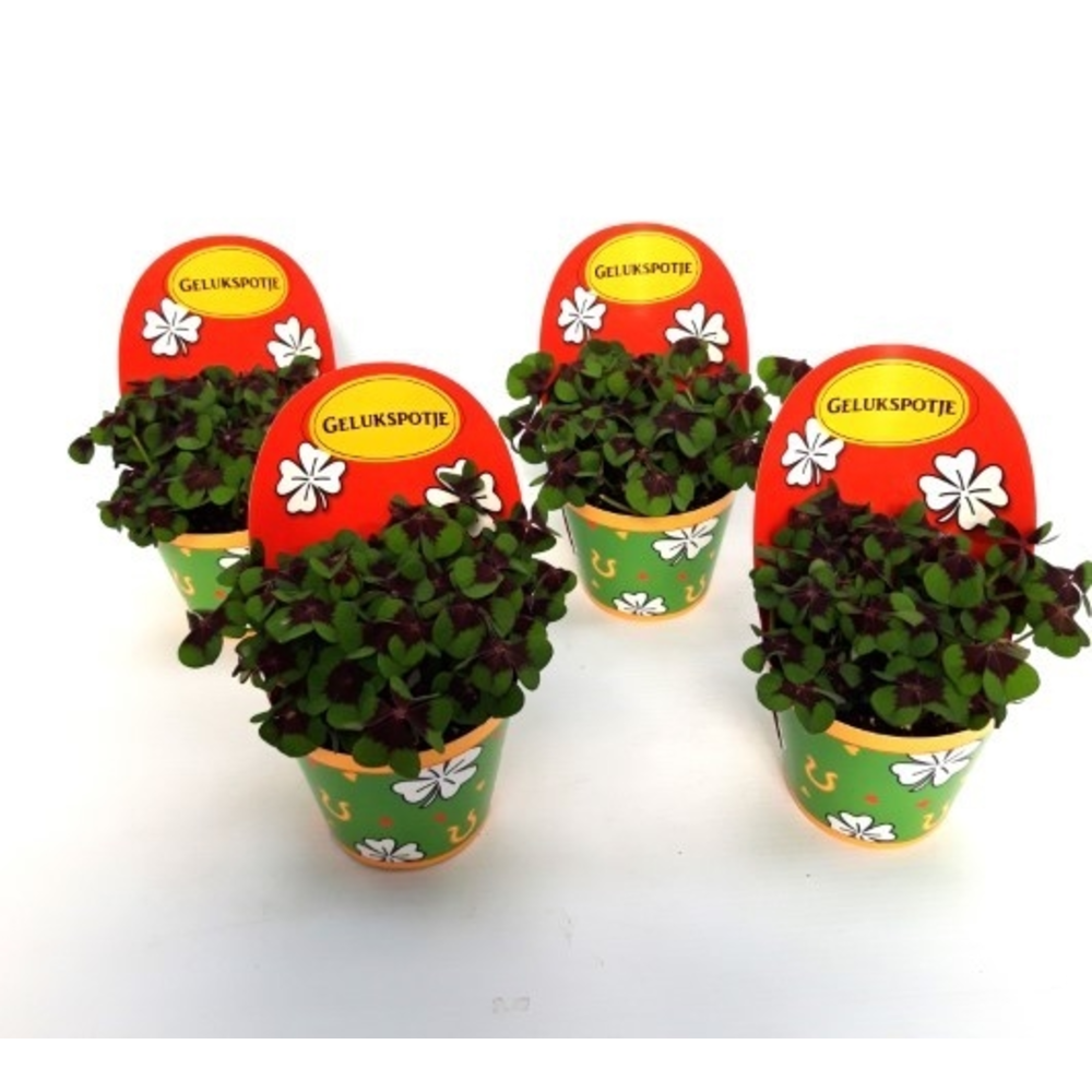 Oxalis deppei Geluk Nederlands.