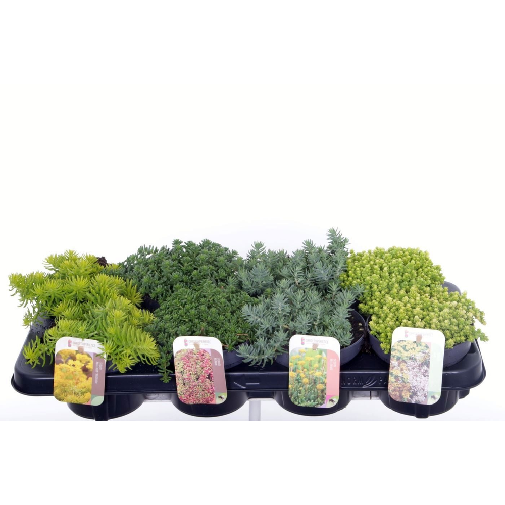 Sedum mix in tray.