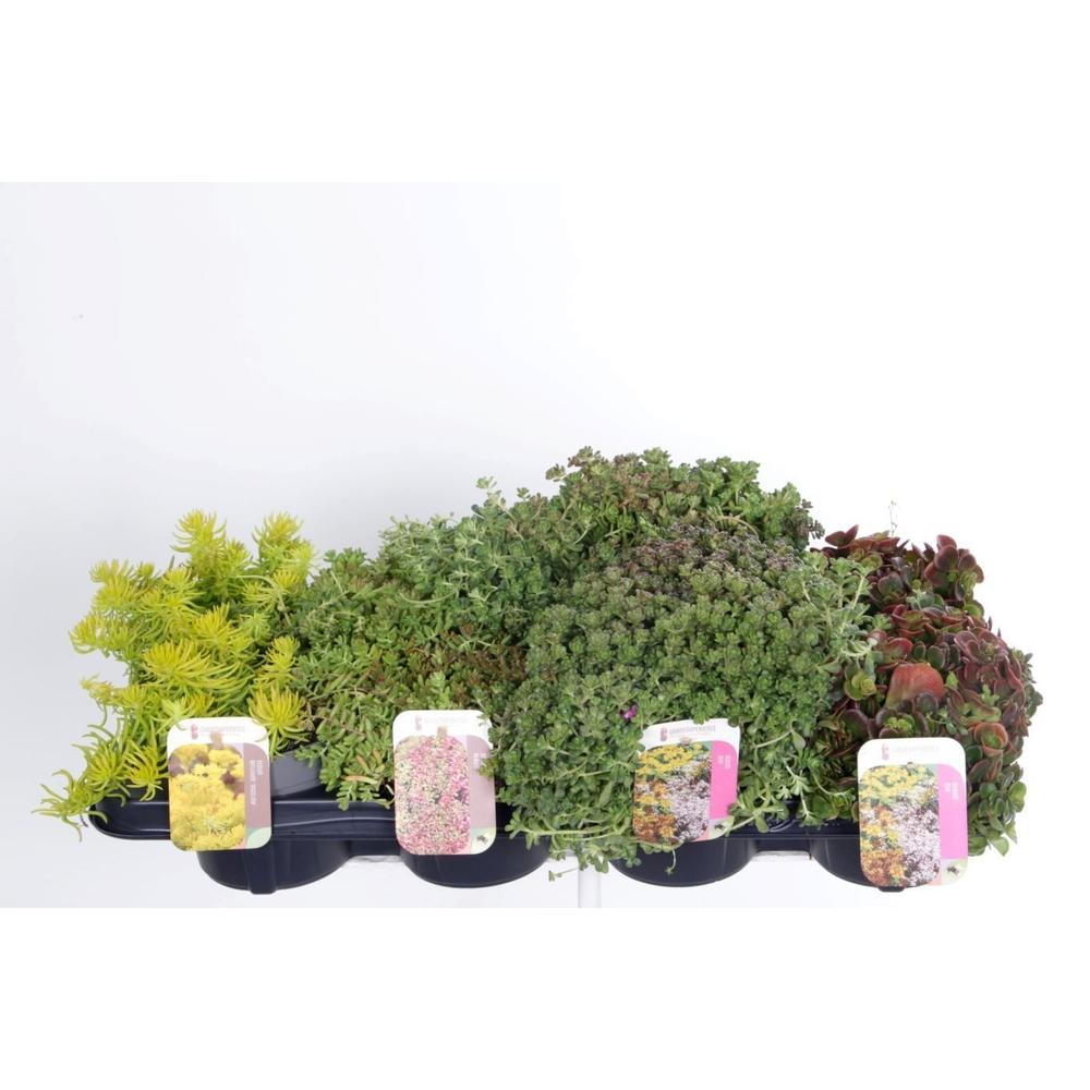 Sedum mix in tray.