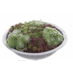 Sempervivum gemischt.