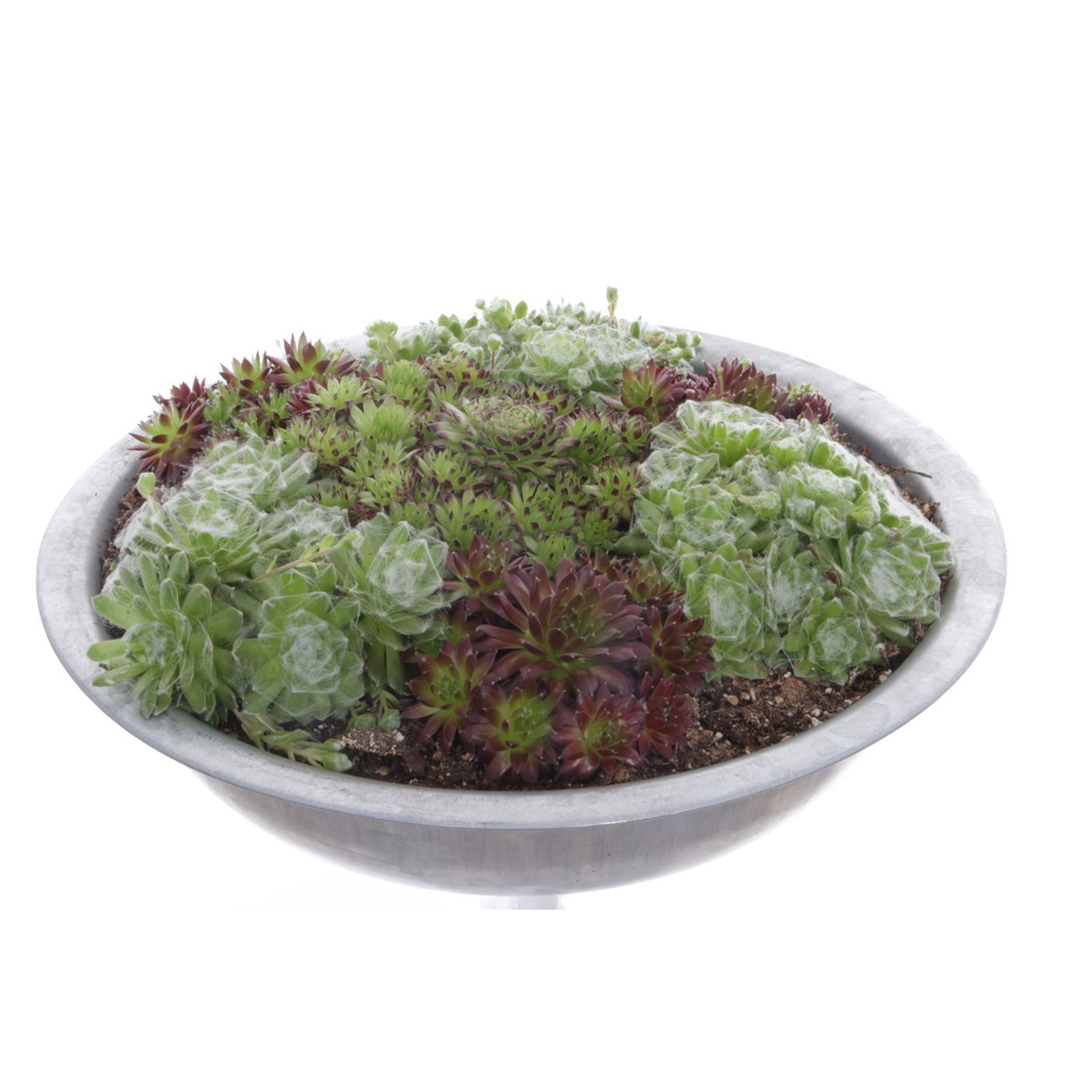 Sempervivum gemengd.