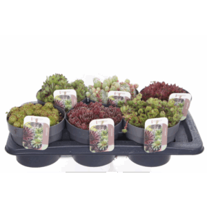 Sempervivum gemischt.