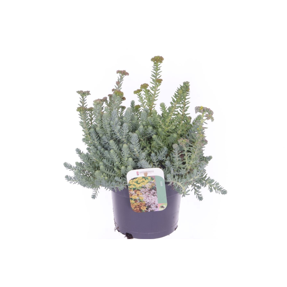Sedum reflexum.