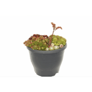 Sempervivum gemengd.